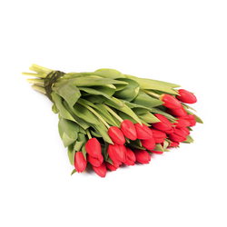 Czerwone tulipany od 25 do...